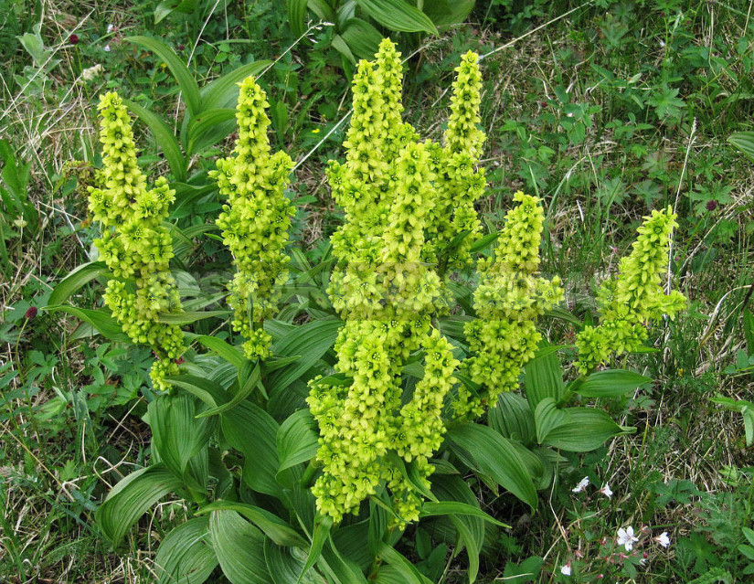 Veratrum: Description, Types, Growing in the Garden