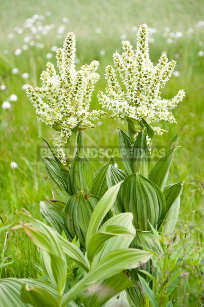 Veratrum: Description, Types, Growing in the Garden