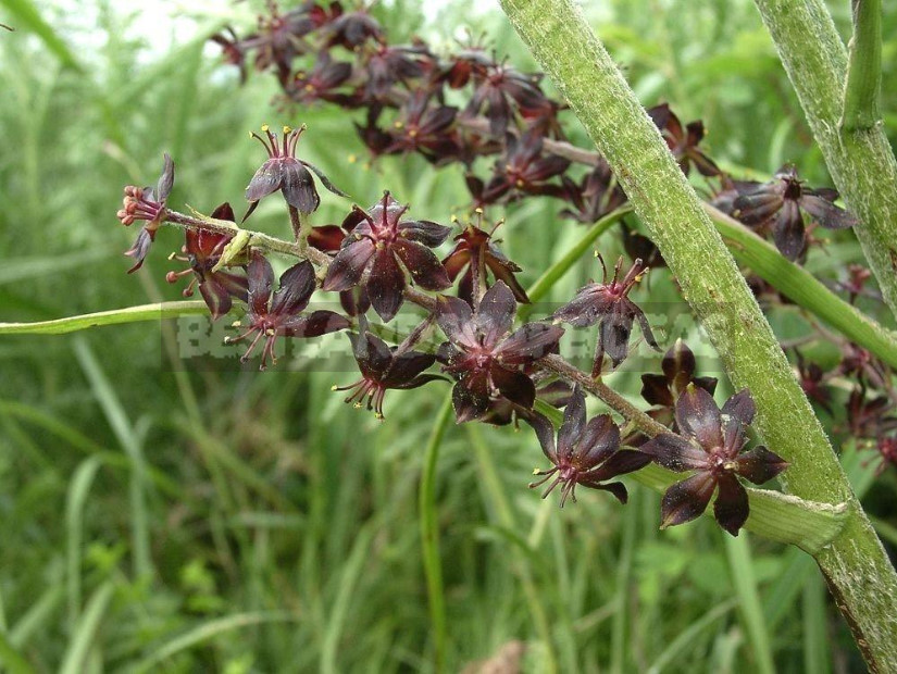 Veratrum: Description, Types, Growing in the Garden