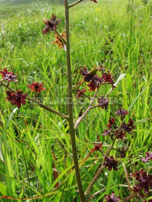 Veratrum: Description, Types, Growing in the Garden