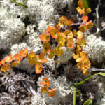 Betula Nаna: Planting, Care and Use in the Garden