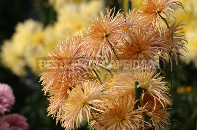 Edible Flowers for True Gourmets