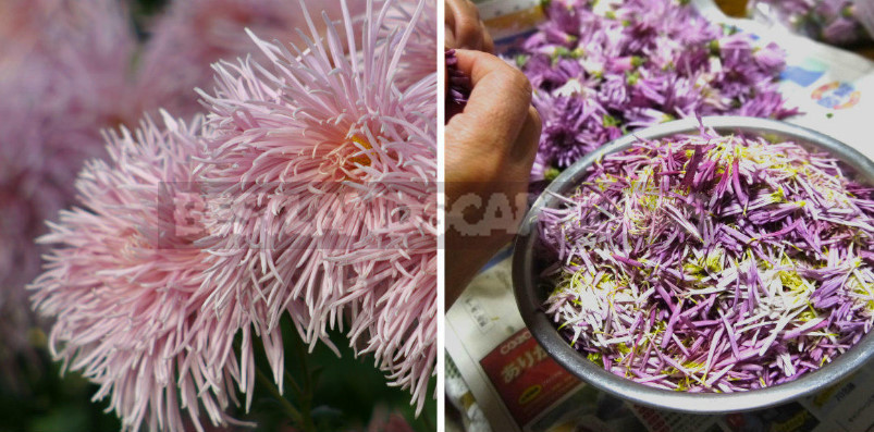 Edible Flowers for True Gourmets