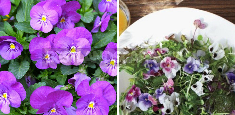 Edible Flowers for True Gourmets