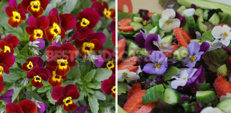 Edible Flowers for True Gourmets