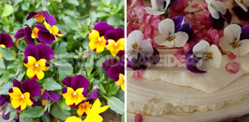 Edible Flowers for True Gourmets