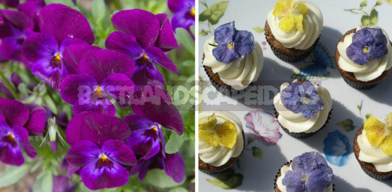 Edible Flowers for True Gourmets