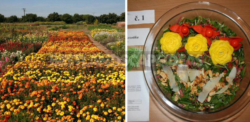 Edible Flowers for True Gourmets