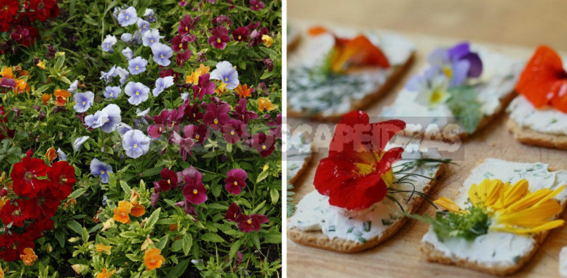 Edible Flowers for True Gourmets