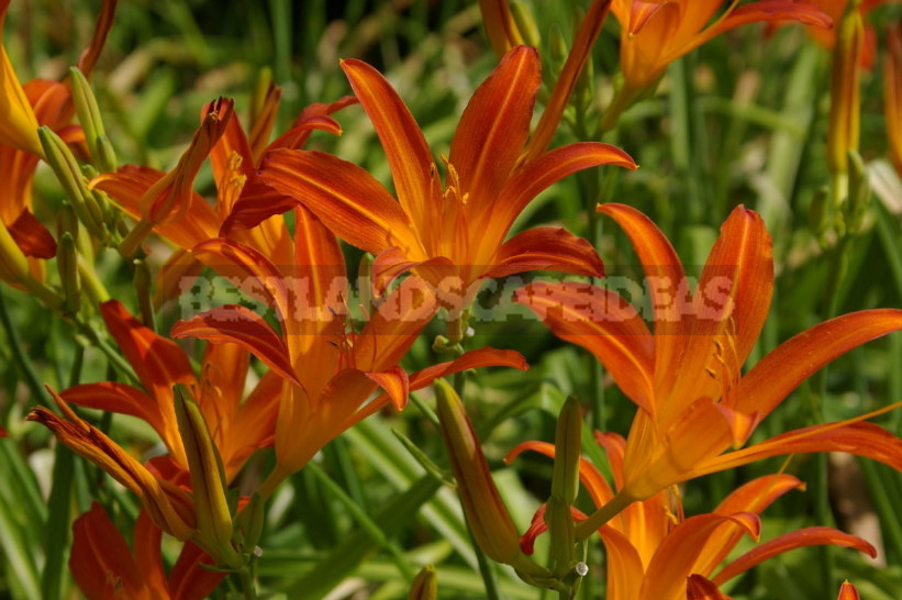 Edible Flowers for True Gourmets