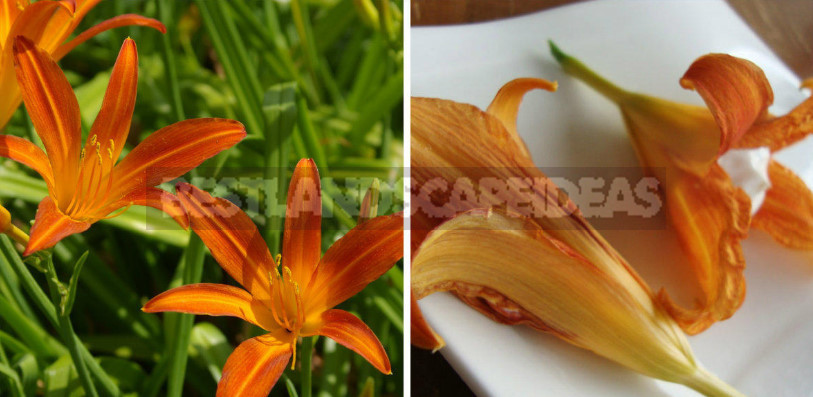 Edible Flowers for True Gourmets