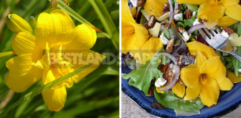 Edible Flowers for True Gourmets