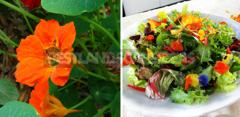 Edible Flowers for True Gourmets