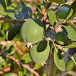 Feijoa – is it Possible to Grow up a Southern Tree