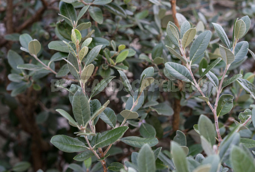 Feijoa - is it Possible to Grow up a Southern Tree