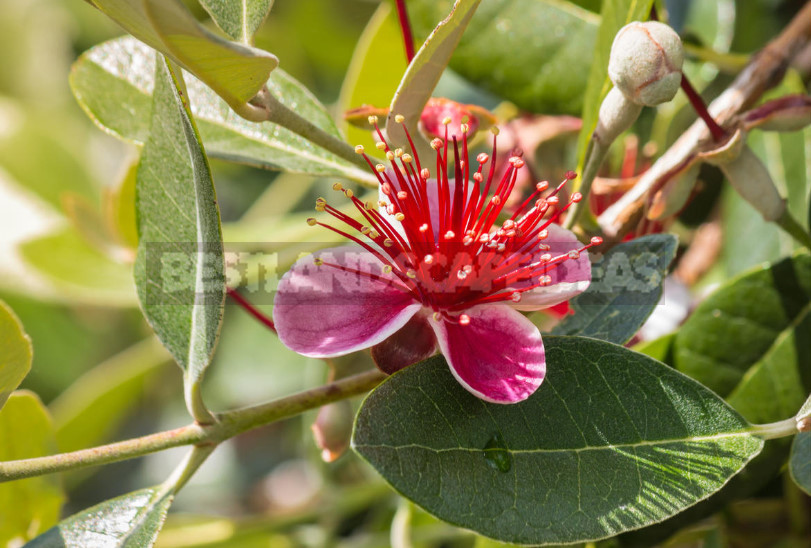 Feijoa - is it Possible to Grow up a Southern Tree