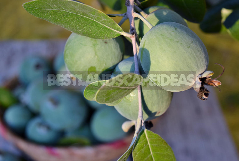 Feijoa - is it Possible to Grow up a Southern Tree