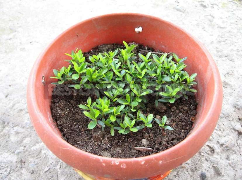 Feijoa - is it Possible to Grow up a Southern Tree