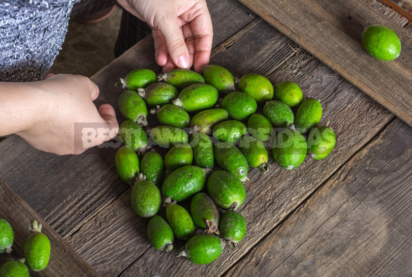 Feijoa - is it Possible to Grow up a Southern Tree