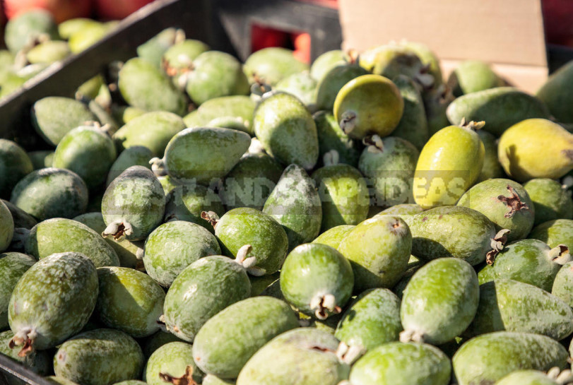 Feijoa - is it Possible to Grow up a Southern Tree