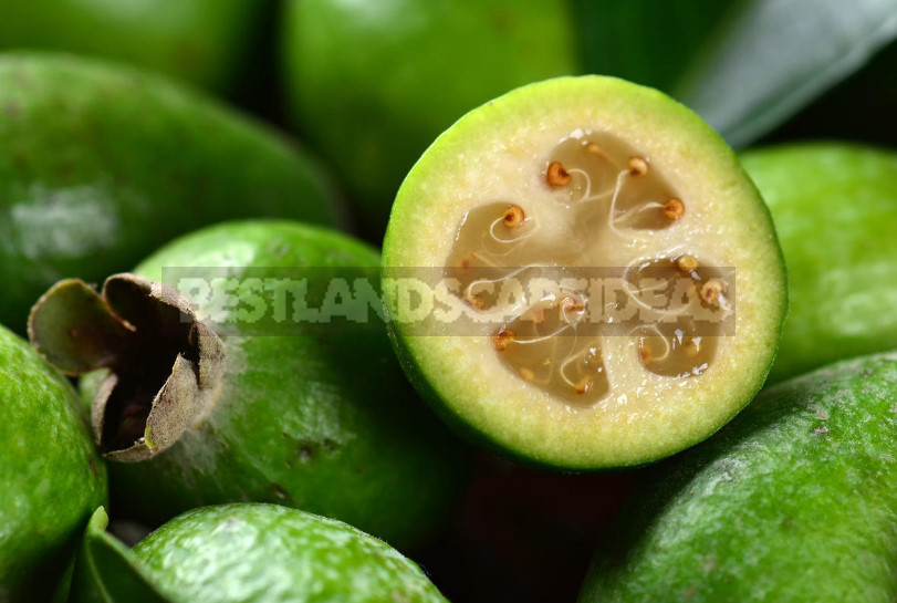 Feijoa - is it Possible to Grow up a Southern Tree