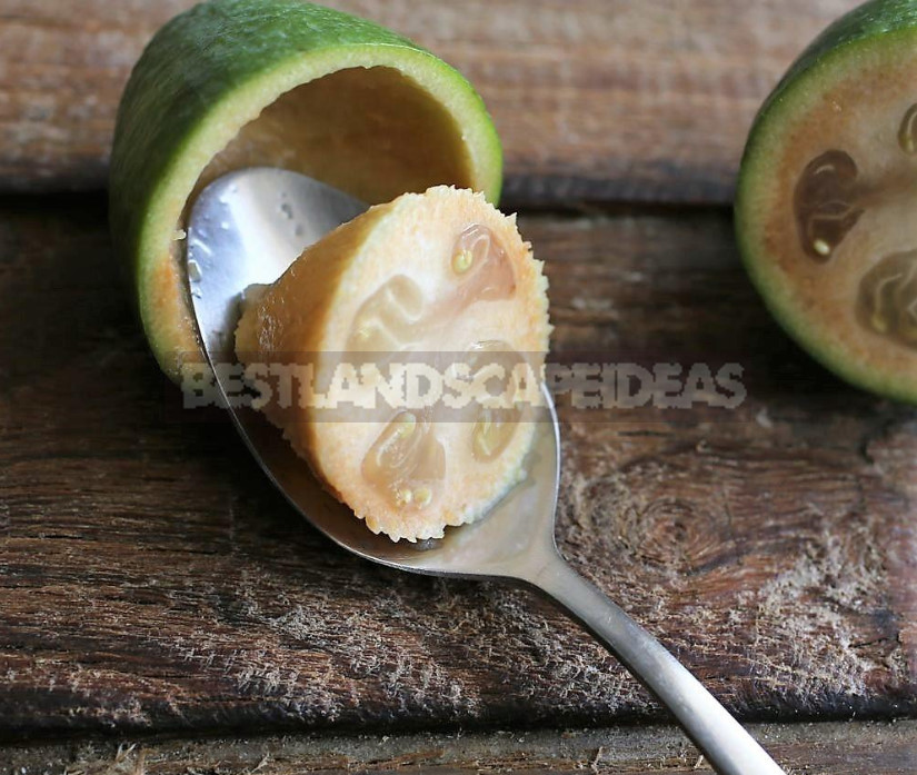 Feijoa — Winter Vitamin Bomb