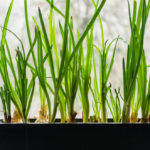 Forcing Onions in Special Boxes