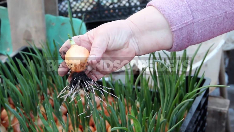 Forcing Onions in Special Boxes