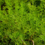 Fusarium of Dill: Protection From the Disease