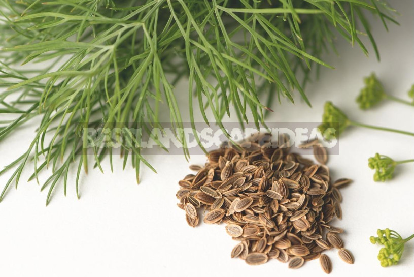 Fusarium of Dill: Protection From the Disease