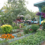 Garden — design and Amateur