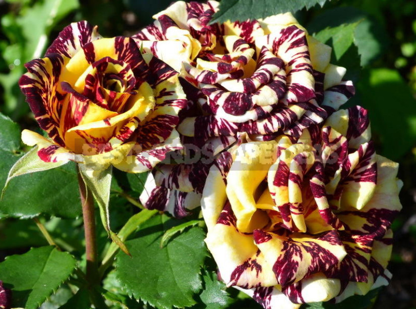 Familiarity With the Famous Collectors and Breeders, as Well as its Collection of Roses