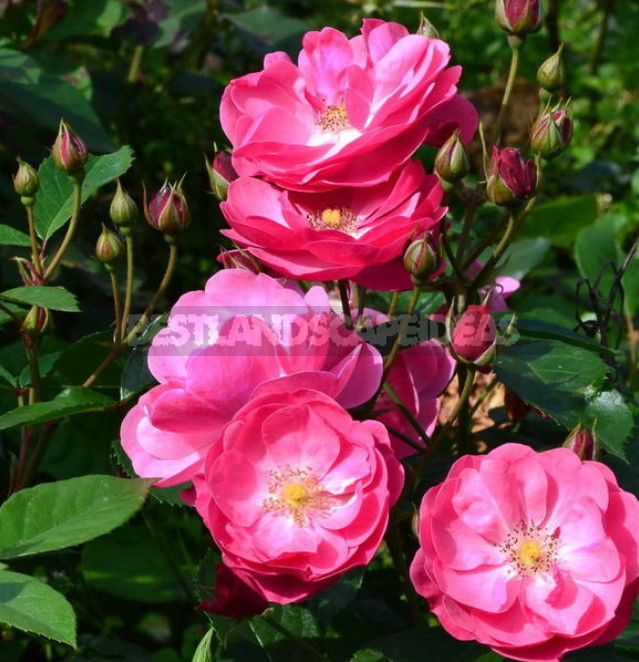 Familiarity With the Famous Collectors and Breeders, as Well as its Collection of Roses