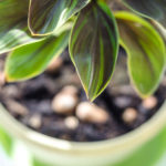Houseplants: Identify Problems by Leaves