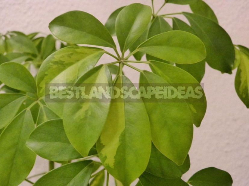 Houseplants: Identify Problems by Leaves