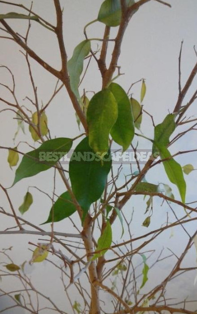 Houseplants: Identify Problems by Leaves