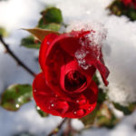 If Frosts Threaten Your Rose, or Even Just About Cover Roses