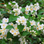 Mock Orange: Species and Varieties (Part 2)