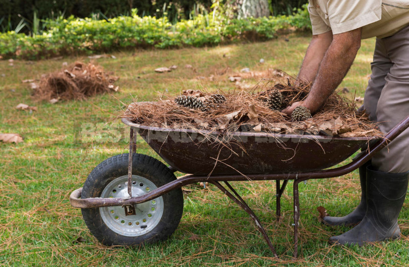 Mock Orange: Planting and Care (Part 1)