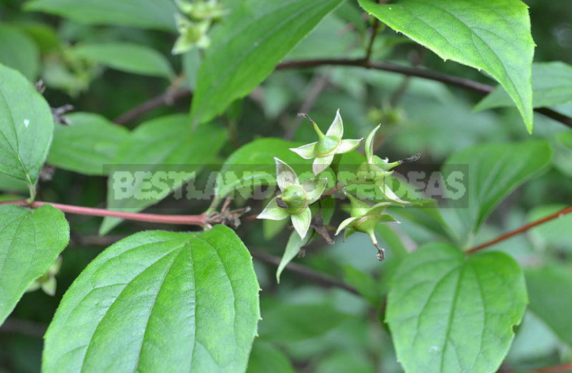 Mock Orange: Planting and Care (Part 1)