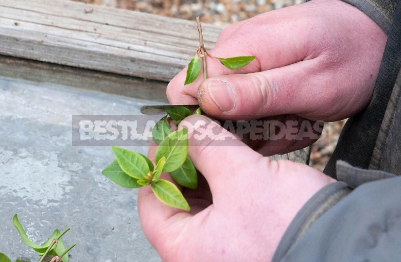 Mock Orange: Planting and Care (Part 1)