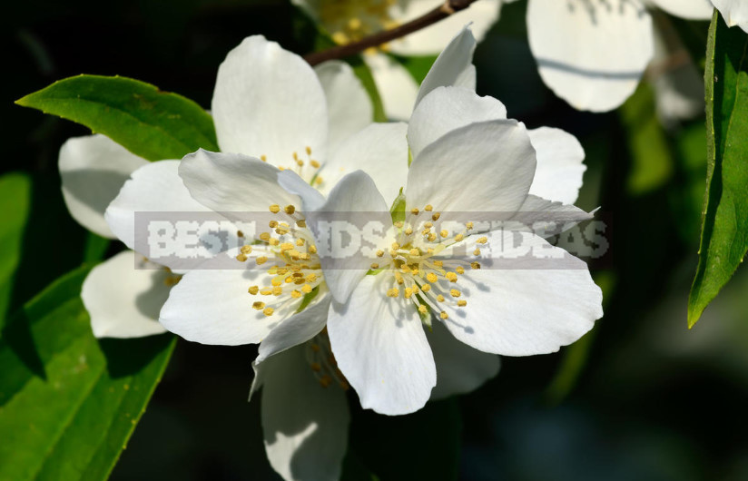 Mock Orange: Planting and Care (Part 1)