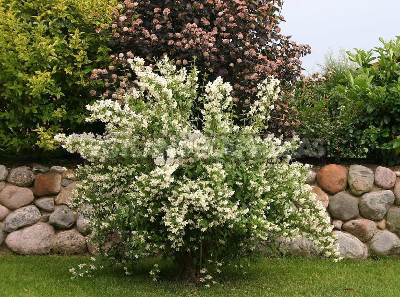 Mock Orange: Planting and Care (Part 1)