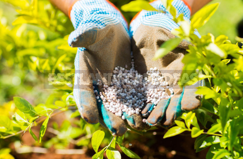 Mock Orange: Planting and Care (Part 1)