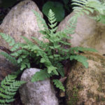 Rock Ferns in Garden Design