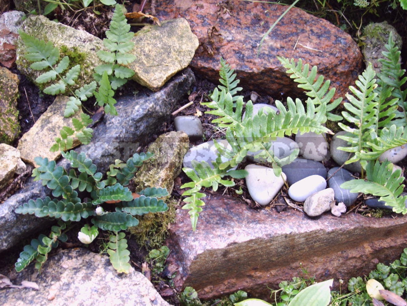 Rock Ferns in Garden Design