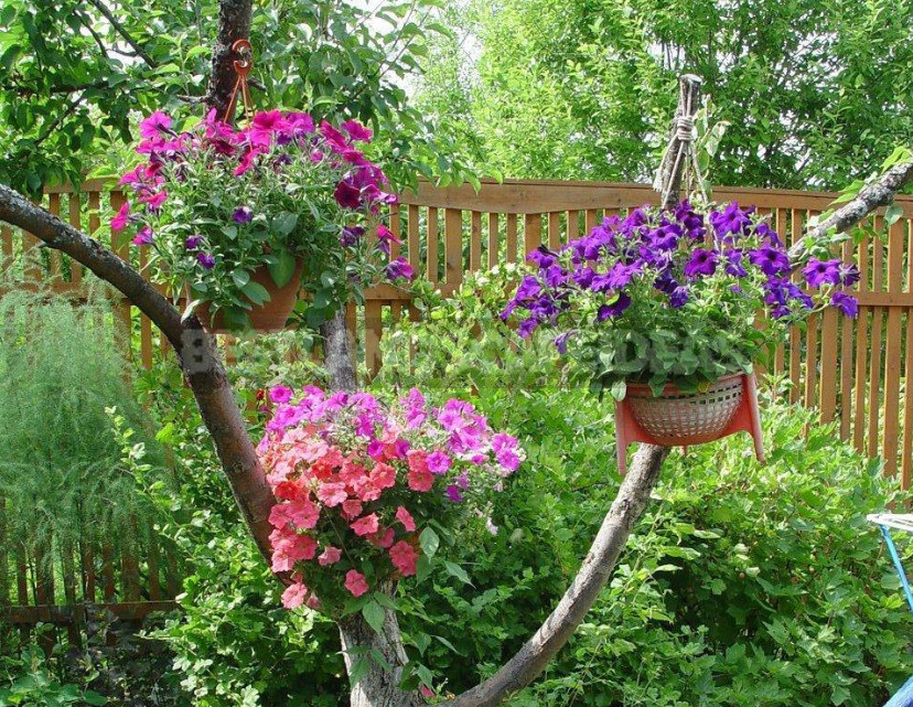 The Secrets of Container Gardening