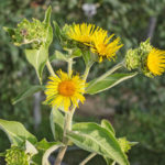Inula: Planting and Care, Species