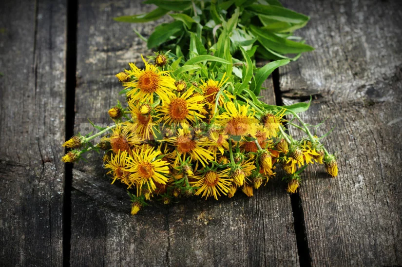 Inula: Planting and Care, Species