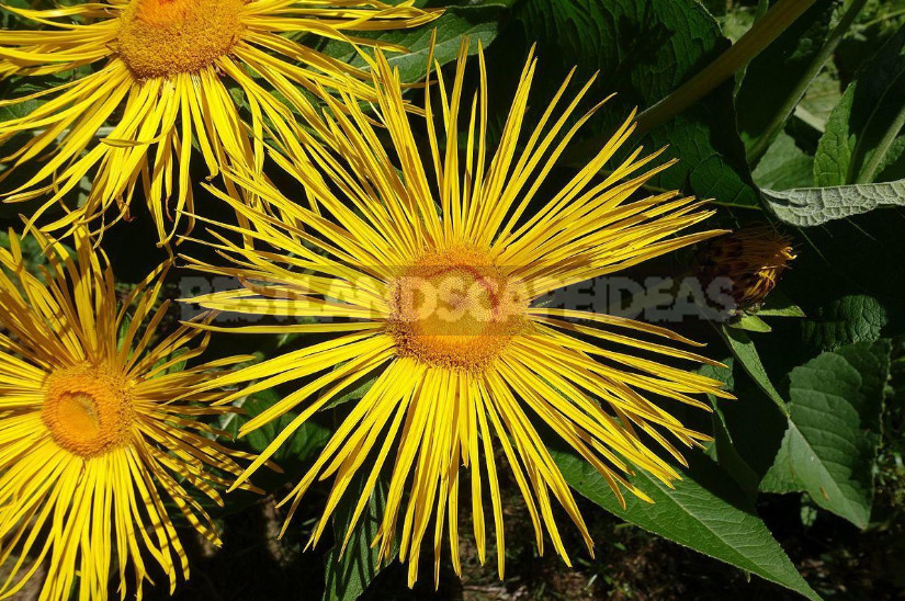 Inula: Planting and Care, Species